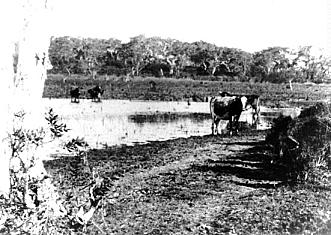 Cattle from one of the dairies, grazing by a swamp, 1953. (Photo: Sutherland Library)