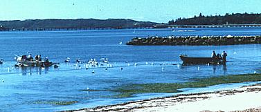 Net fishermen hauling in their catch in 1999 on Silver Beach between the groynes. Pelicans and other seabirds wait for their handout. The oil refinery wharf can be seen in front of the Reserve. (Photo: Daphne Salt)