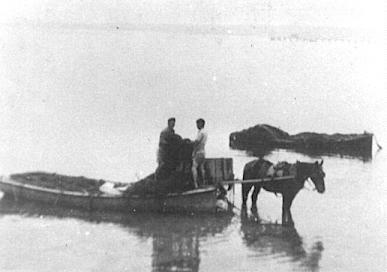 Fred Bell's horses helped to bring the boxes of seaweed to the shore. (Photo: Chris Holt)