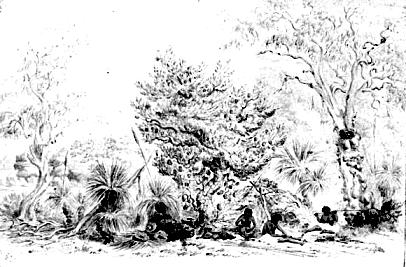 Sketch of Aborigines making spears in front of a grass wurlie (hut) at the time of Cook's Landing, 1770. The camp is set among banksias, eucalypts and grass trees. Mitchell Library, State Library of New South Wales