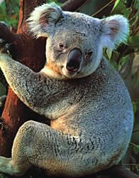 Koala. Once so prolific on the Kurnell Peninsula, koalas were shot as sport.