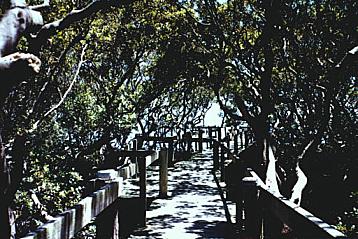 Boardwalk amongst the mangroves behind the Shark's Leagues Club is used by the Field Studies Centre. This was the approximate site of Connell's logging canal into Woolooware Bay. 