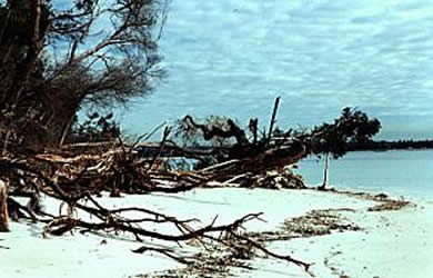 Erosion on Towra Beach. 1999. The rainforest used to extend a further 50 metres into the Bay from the present shoreline. 