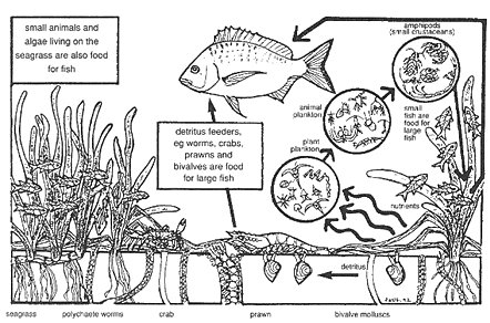 Seagrasses are very productive plants. They provide the habitat for fish, prawns and other marine life. Source: NSW Fisheries 