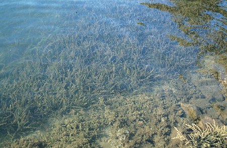 Seagrasses (source: Jack Hannan, NSW Fisheries)