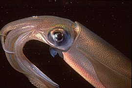 Squid, Photo: Erik Schlogl