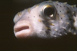 Puffer fish, Photo: Erik Schlogl