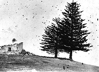 Two pine trees planted in John Connell's time, and the remains of the second Alpha House that was built by John Connell in 1828. Photograph by Sir Joseph Carruthers 1898. Mitchell Library
