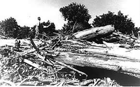 Logging in Kurnell in the 1920s. Sutherland Library