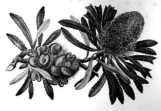 Banksia serrata, one of the thousands of plants collected by Banks and Solander, drawn by Sydney Parkinson. The botanists preserved such specimens by laying the ship's sails on the ground and spreading the plants on them to dry in the sun. The collection filled Cook's navigational cabin and the ship's hold.  Mitchell Library